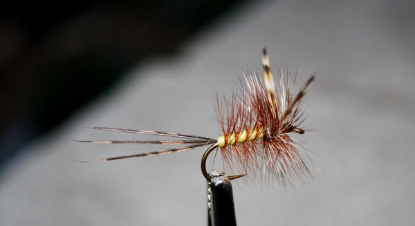 Eggie Special fly pattern