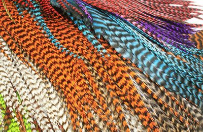 colorful_hackle_800x520_be585957-b55f-4a07-83a4-21