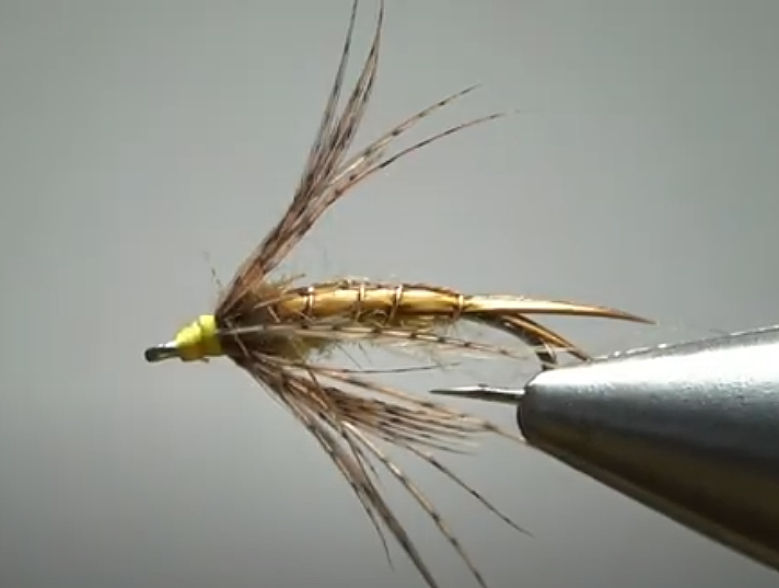 Golden Stonefly
