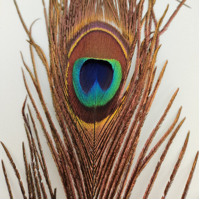 Peacock Eyed Sticks