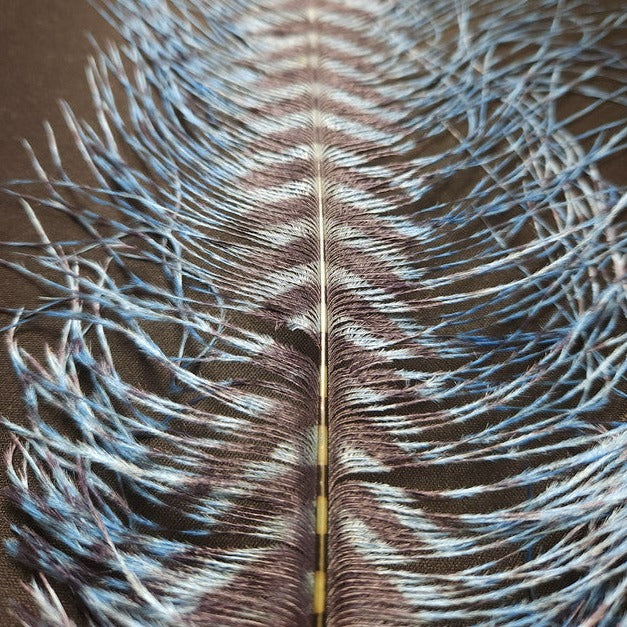 Barred Ostrich Plume