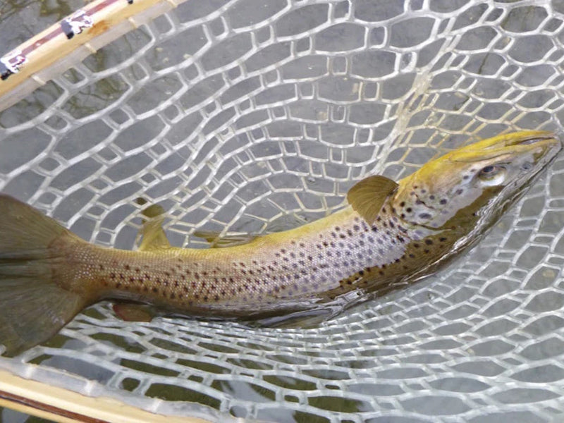How to Catch a Twenty-One Inch Trout (Soon)