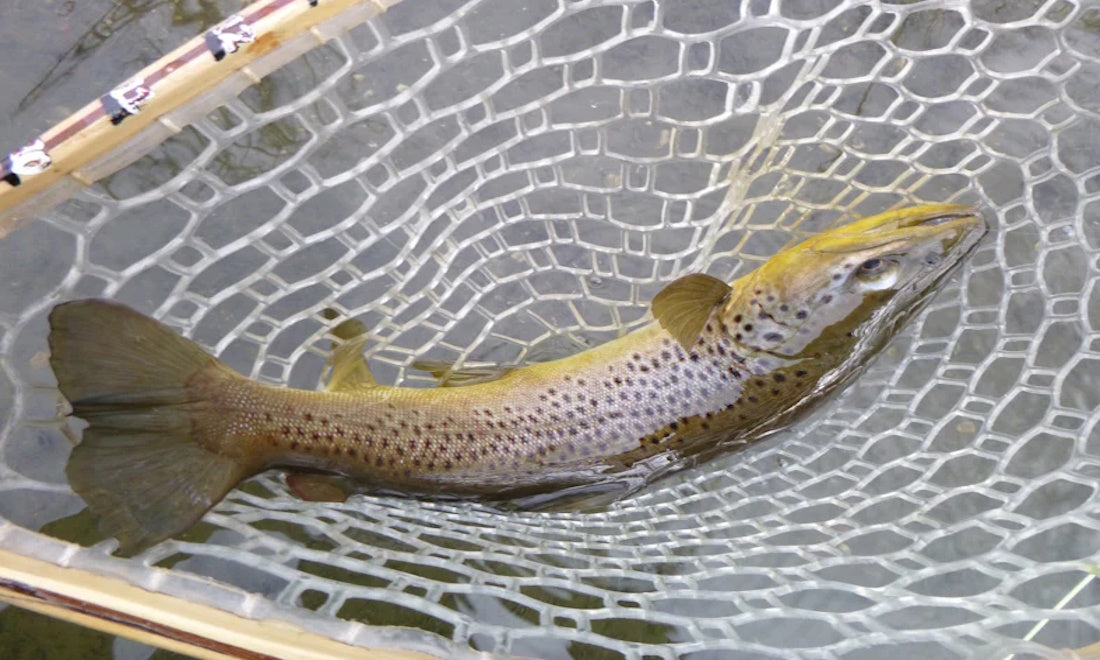 Mastering the Art of Catching a 21-Inch Trout Soon