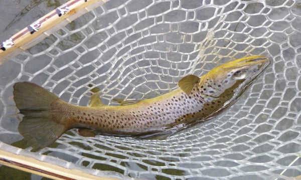 How to Catch a Twenty-One Inch Trout (Soon)