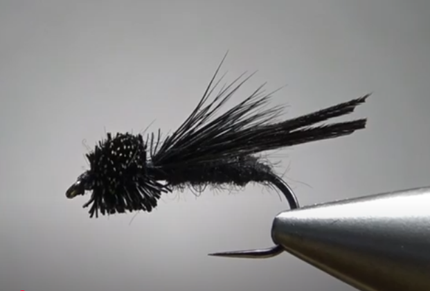Letort Cricket