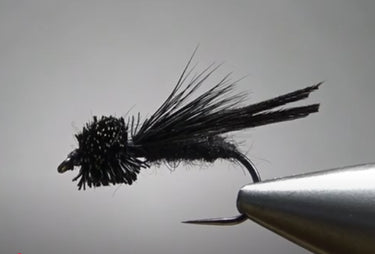 Letort Cricket