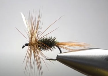Batwing Coachman