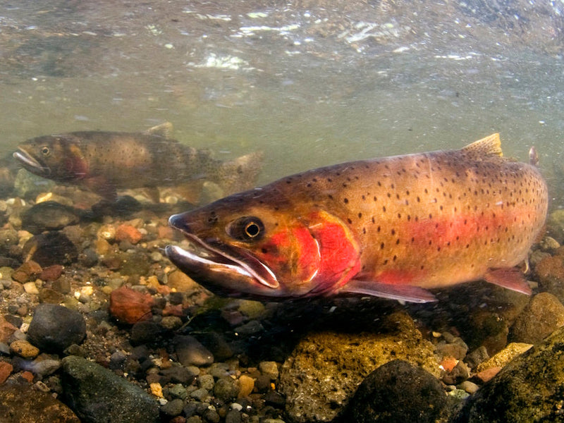 Cutthroat Trout