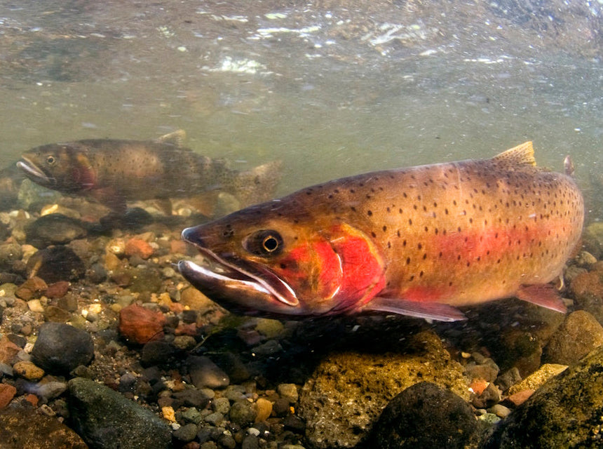 Cutthroat Trout