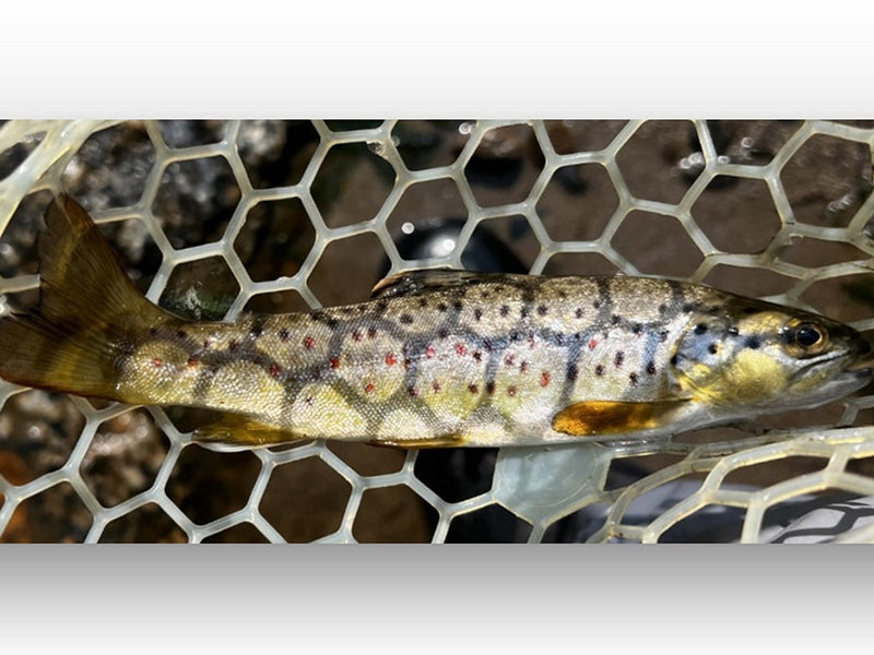 brown trout