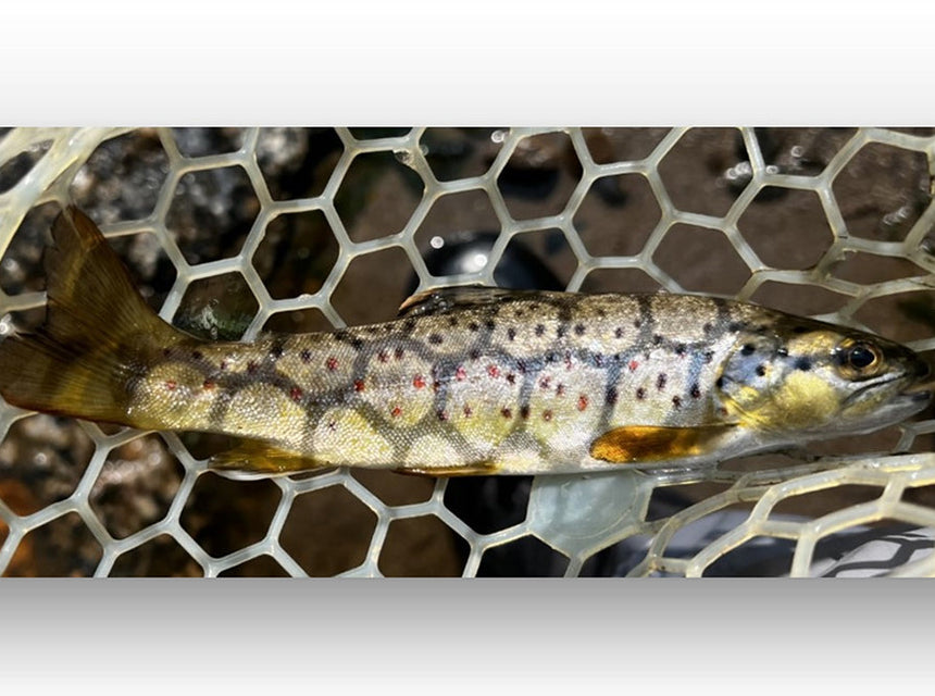 brown trout
