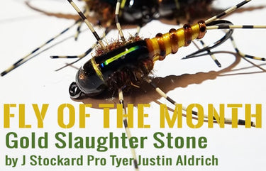 golden stone fly