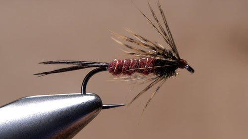 Isonychia Soft Hackle 