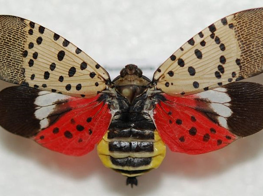 Spotted Lantern Fly