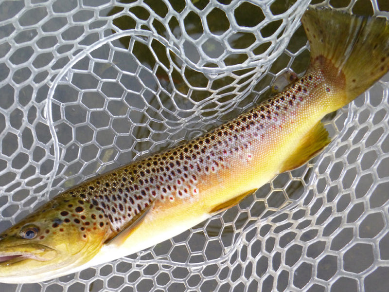 BrownTrout
