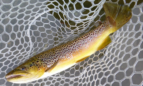 BrownTrout