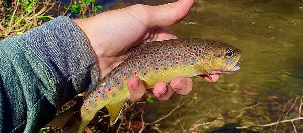 north georgia brown trout