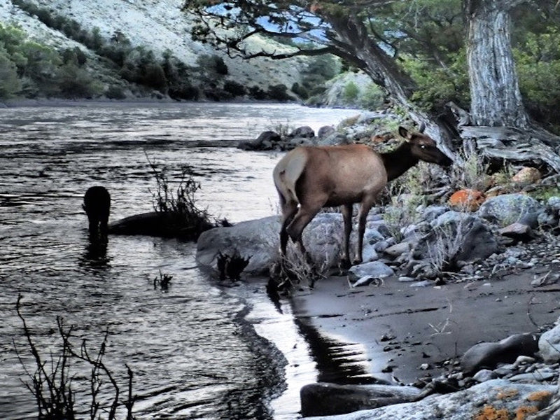 Cow Elk