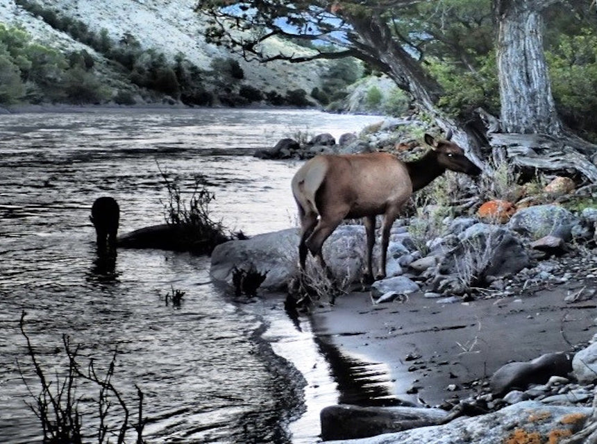 Cow Elk