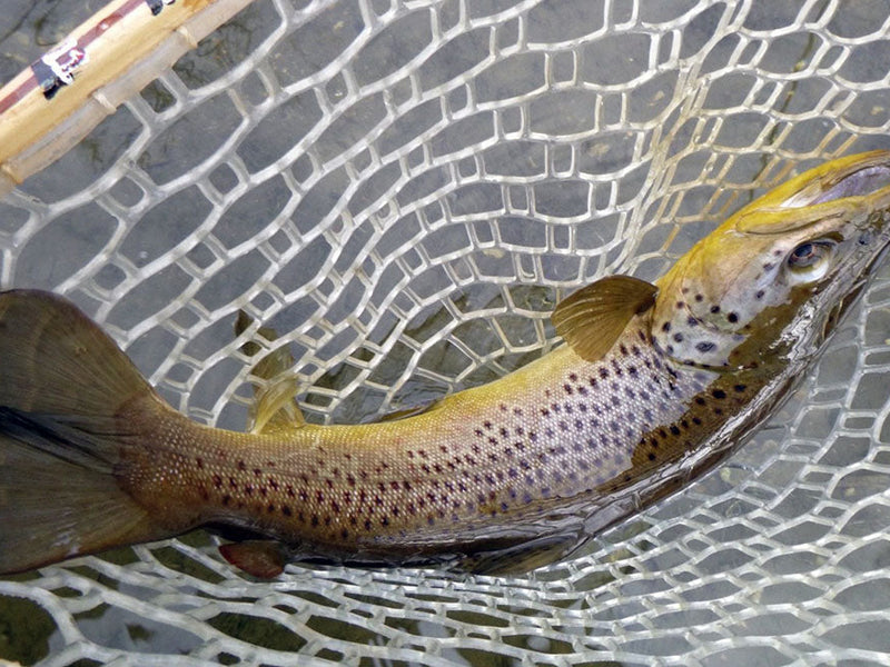 nice catch