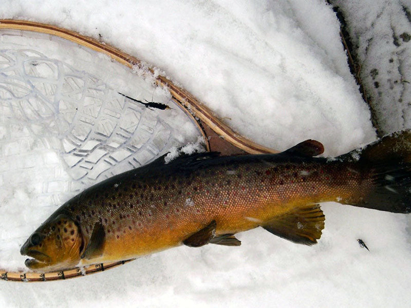 nice catch
