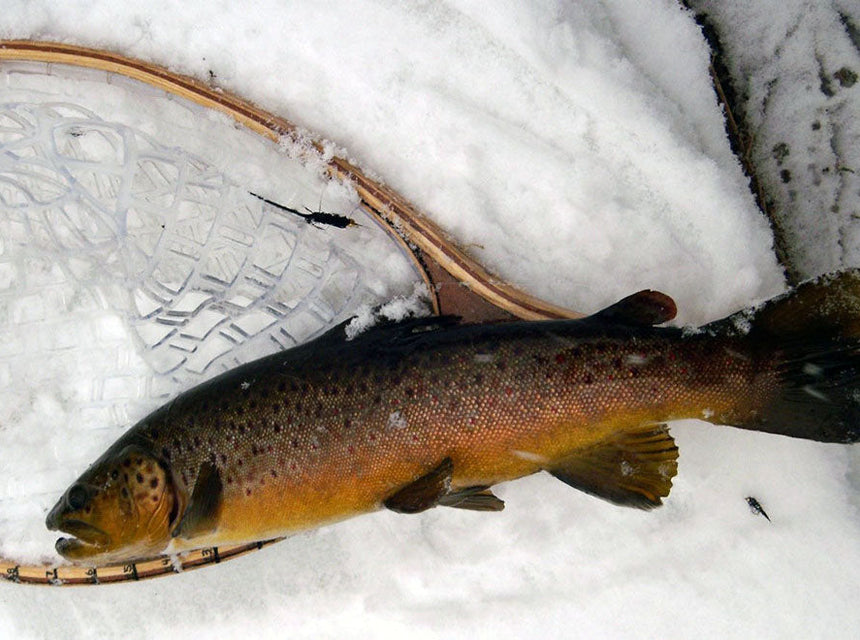 nice catch