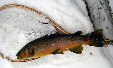 nice catch