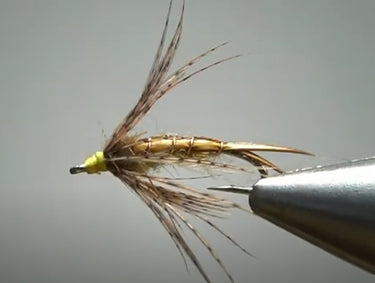 Golden Stonefly
