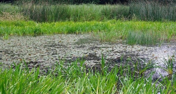 weedy water