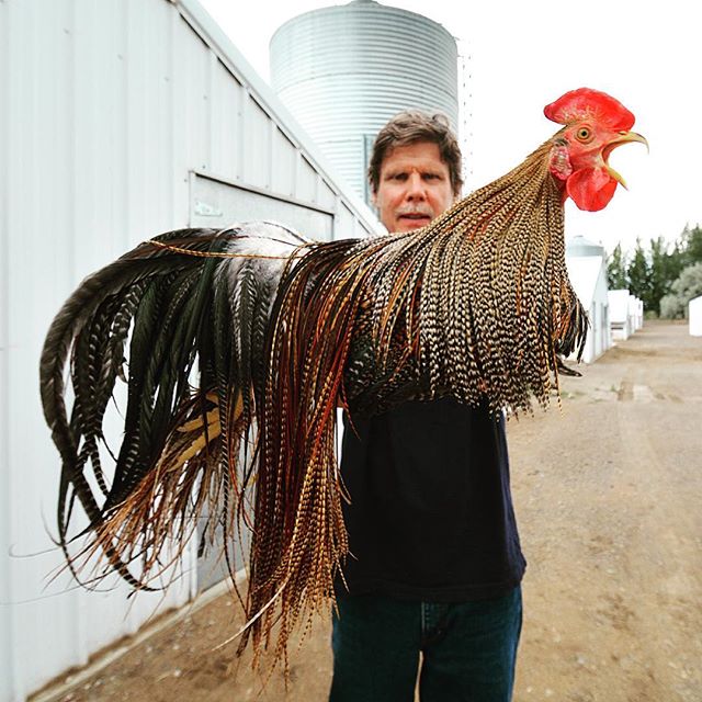 hackle rooster