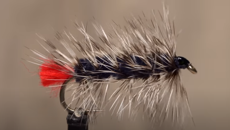 Woolly Worm