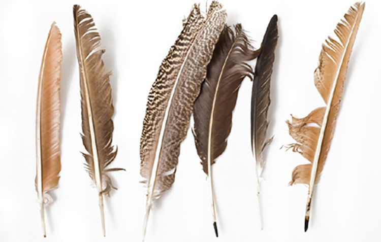 Premium Fly Tying Feathers: Peacock, Goose & More