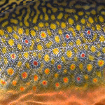 Must-have Streamside Fishing Supplies & Accessories