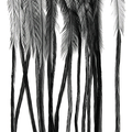 Whiting 100 Pack Saddle Hackle