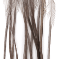 Whiting 100 Pack Saddle Hackle