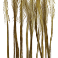 Whiting 100 Pack Saddle Hackle