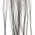 Whiting 100 Pack Saddle Hackle