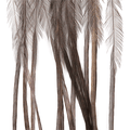Whiting 100 Pack Saddle Hackle