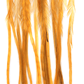 Whiting 100 Pack Saddle Hackle