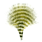 White/Barred Olive