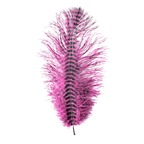 fuchsia/black