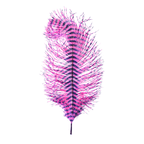 fuchsia/purple