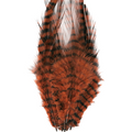 Barred Saddle Hackle