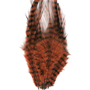 Barred Saddle Hackle