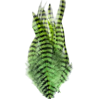 Barred Saddle Hackle