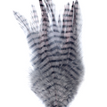 Barred Saddle Hackle