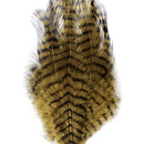 Barred Saddle Hackle