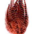 Barred Saddle Hackle