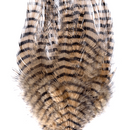 Barred Saddle Hackle
