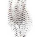 Barred Saddle Hackle